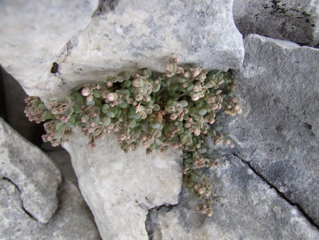 Sedum dasyphyllum / Borracina cinerea